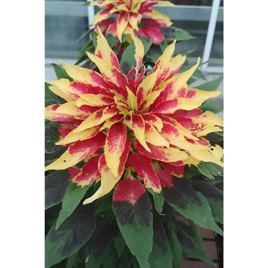 Cultivo Caseiro 30 sementes Amaranto Tricolor Sementes Cores Vibrantes No Seu Jardim para horta caseira