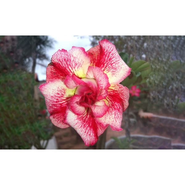 Cultivo Caseiro Sementes Original 5 Sementes de rosa do deserto Lace Pink para horta caseira