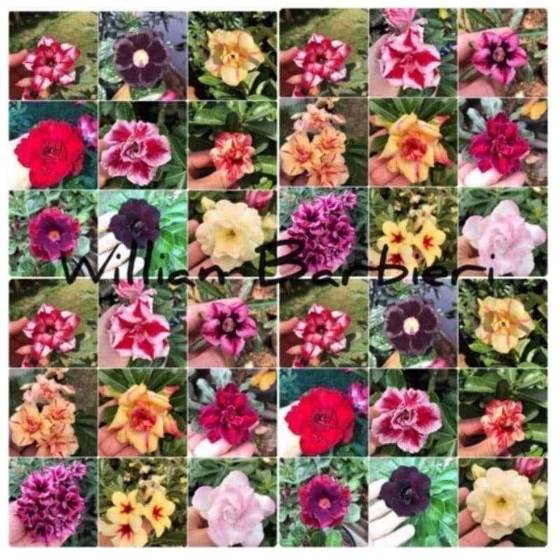 PROMOÇÃO 145 Sementes de Rosas do Deserto Mix de Cores Dobradas e espécies variadas.