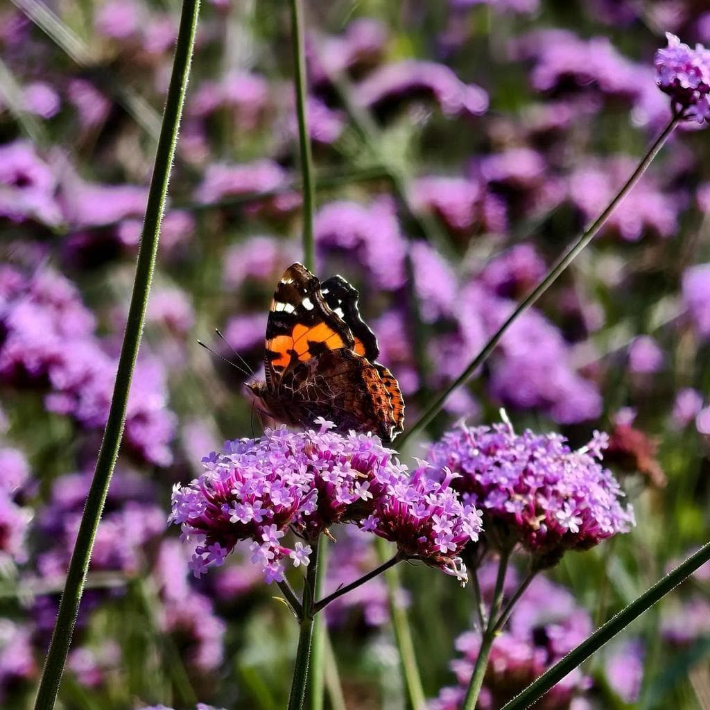 Cultivo Caseiro 30 sementes Verbena Sementes Premium Para Gramado Florido para horta caseira
