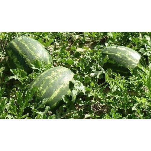PROMOÇÃO 15.000 Sementes Melancia Hibrida+brinde Guia Plantio Produ. REF:03TP
