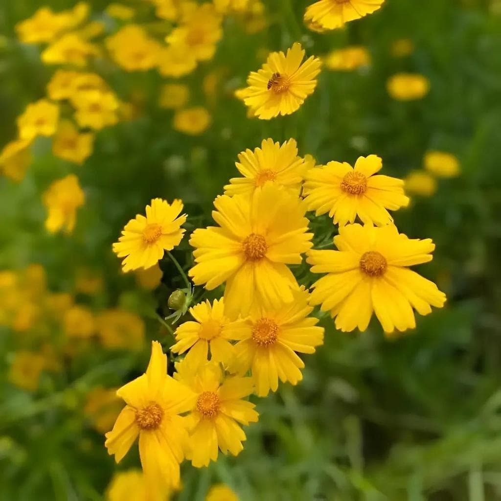 Cultivo Caseiro 30 sementes Sementes De Coreopsis Anã - Perfeita Para Vasos para horta caseira