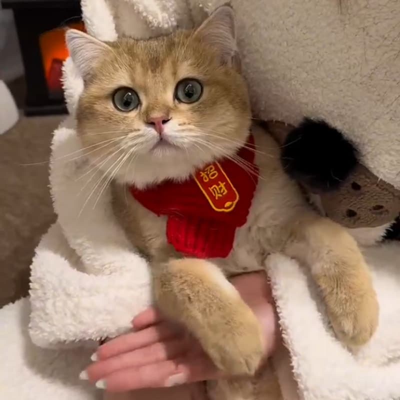 Babador de gato para cachorro acessórios quentes vermelho festivo ano novo