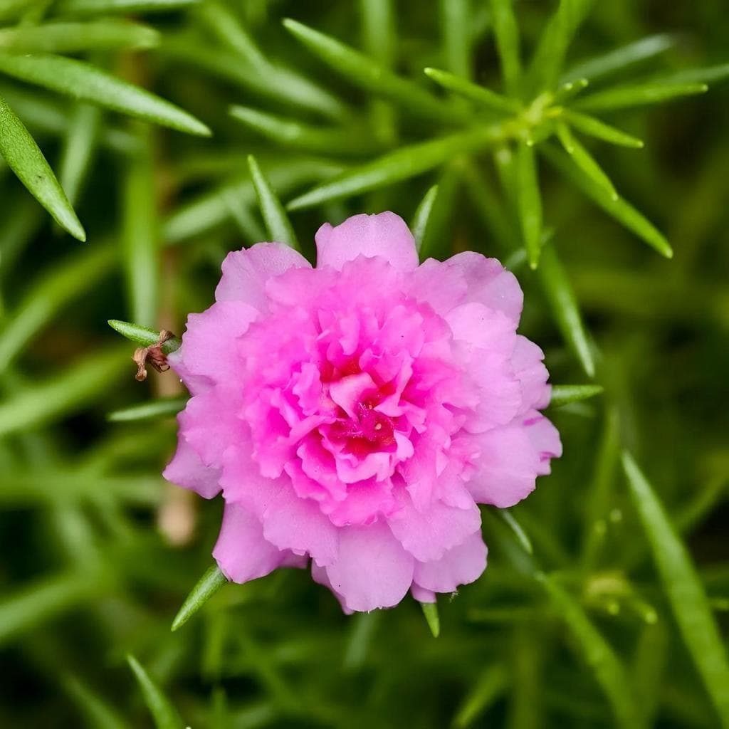 Cultivo Caseiro 30 sementes Portulaca Sementes Crescimento Super Rápido para horta caseira
