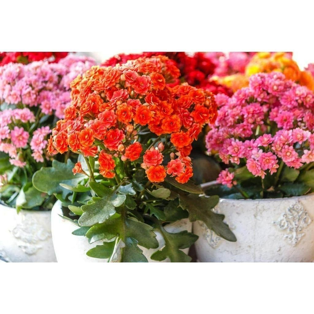Cultivo Caseiro Sementes Original 30 Sementes Da Flor Kalanchoe Mix para plantio de Mudas de Suculentas para horta casei