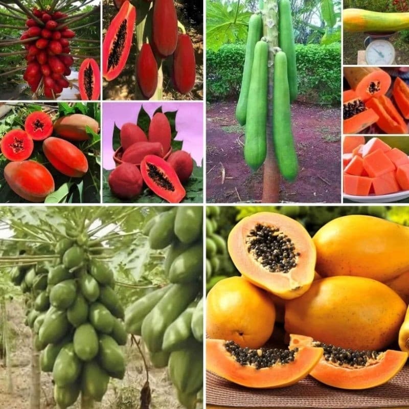 Kit de Sementes de Tipos de mamão - Gigante, Papaia, Vermelho Gigante & Metro Gigante para horta e jardim