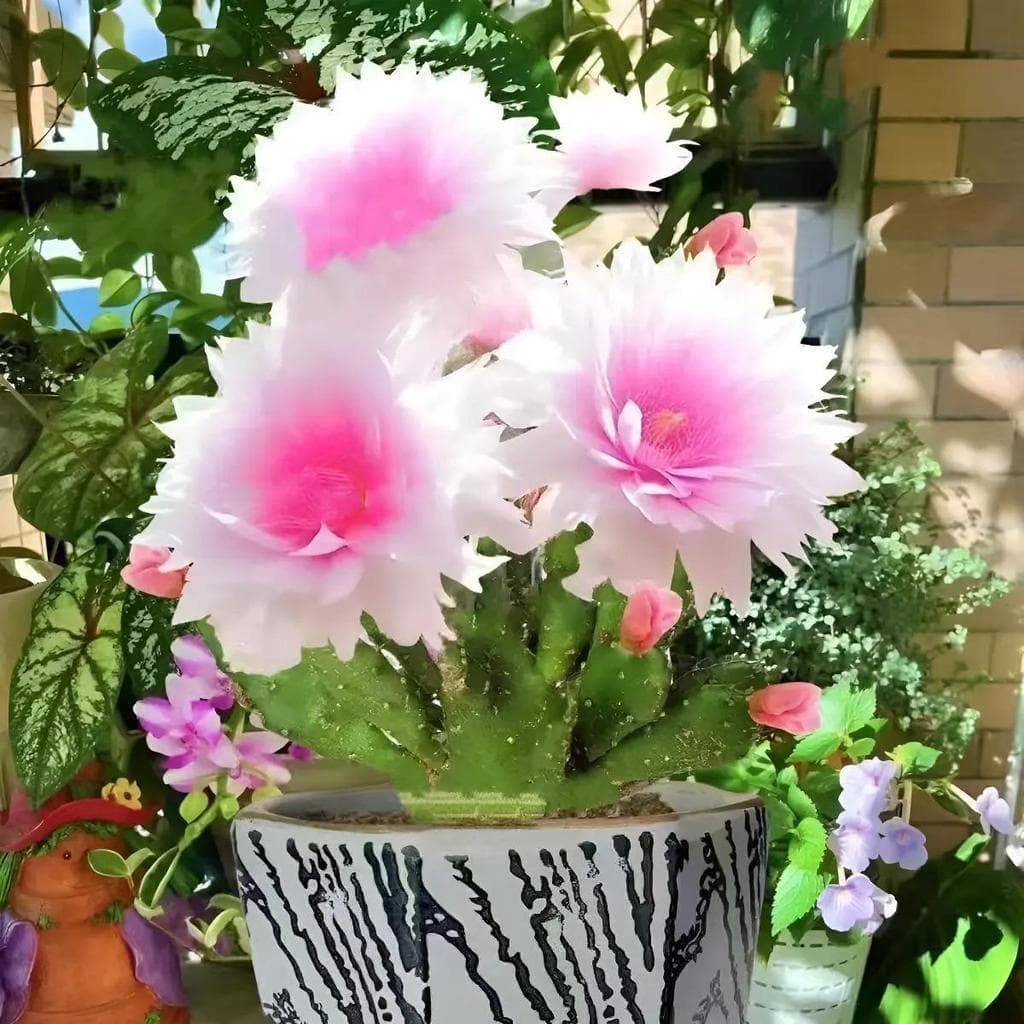 Cultivo Caseiro 30 sementes Sementes De Cactos Resistente - Floresce No Verão para horta caseira