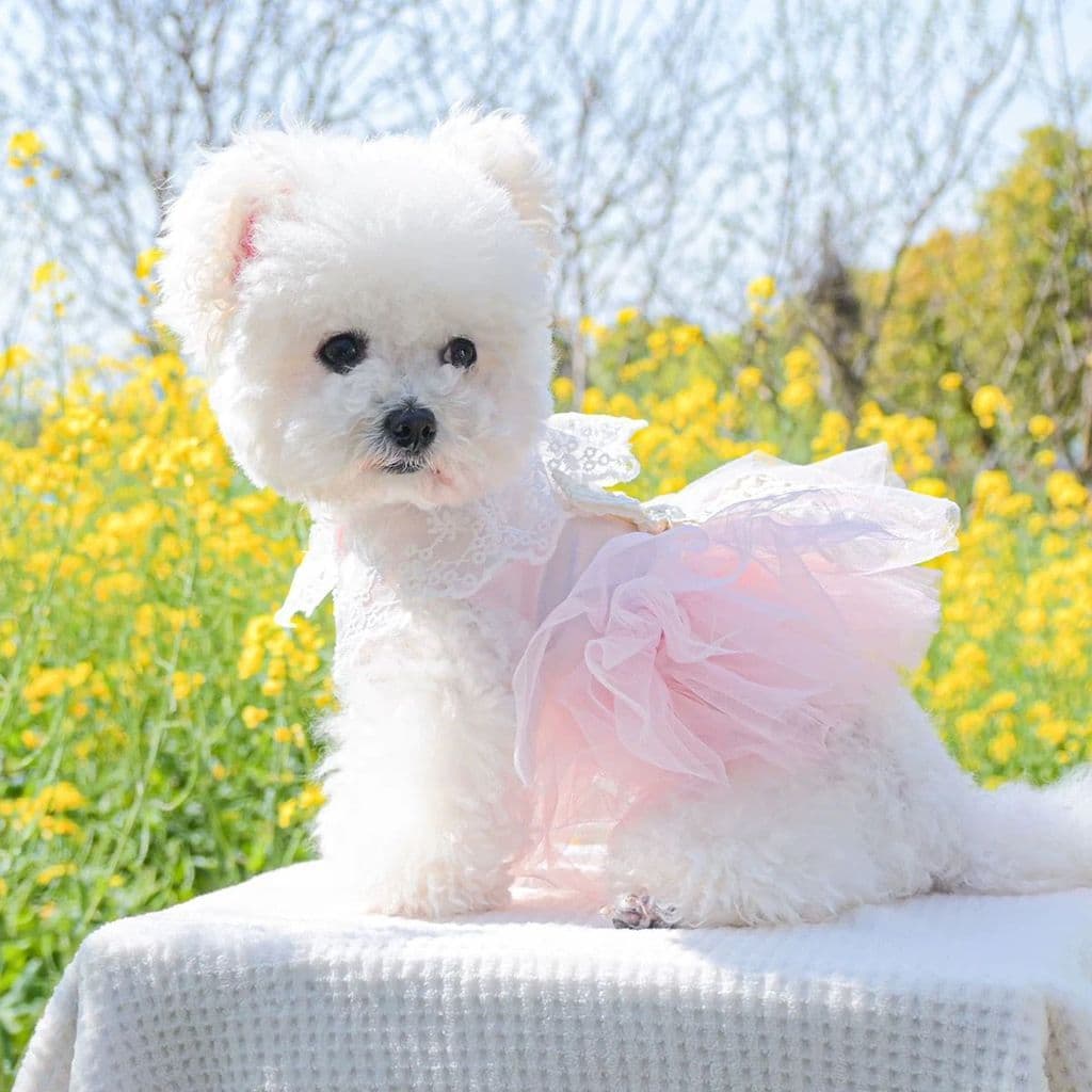 Vestido Pet Rosa Estilo Noiva com Renda | Saia Fofa Armadinha com Pérolas e Laço