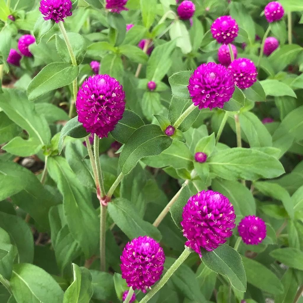 30 sementes Sementes De Perpétua Roxa Flor Seca Arranjos