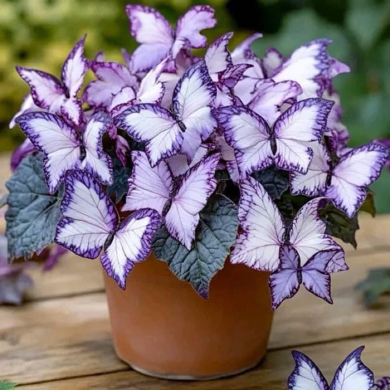 PROMOÇÃO 100 Sementes Begônia Borboleta PurpleWhite | ENVIO RÁPIDO!!! PROMO