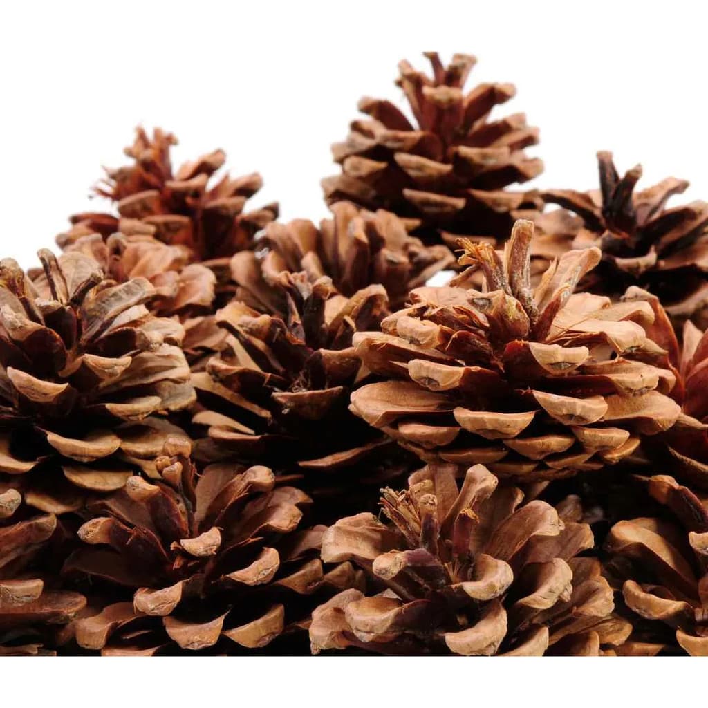 10 Pinhas Pinhão Natural Decoração Natalina Natal Arvore Natural Pinhão