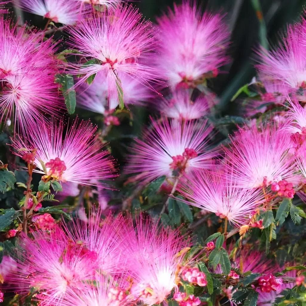 Cultivo Caseiro 10 sementes Sementes De Árvore-da-seda - Flores Plumas Perfumadas para horta caseira