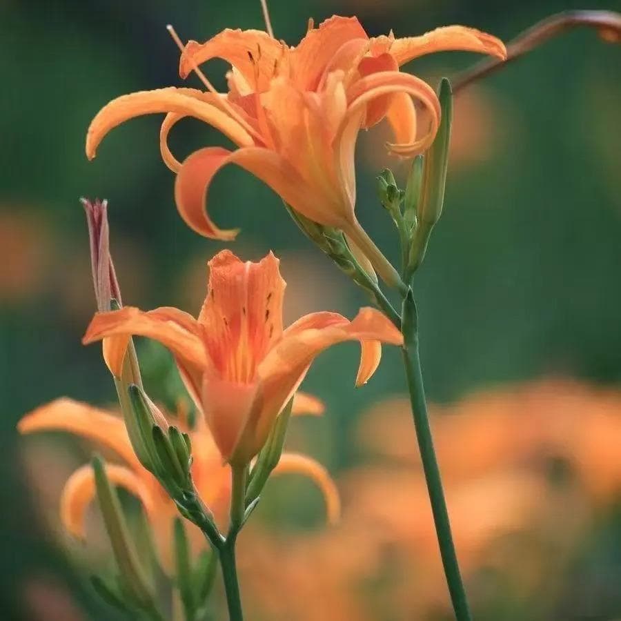 Cultivo Caseiro 30 sementes Sementes De Hemerocale - Flores De Um Dia Só Duração para horta caseira