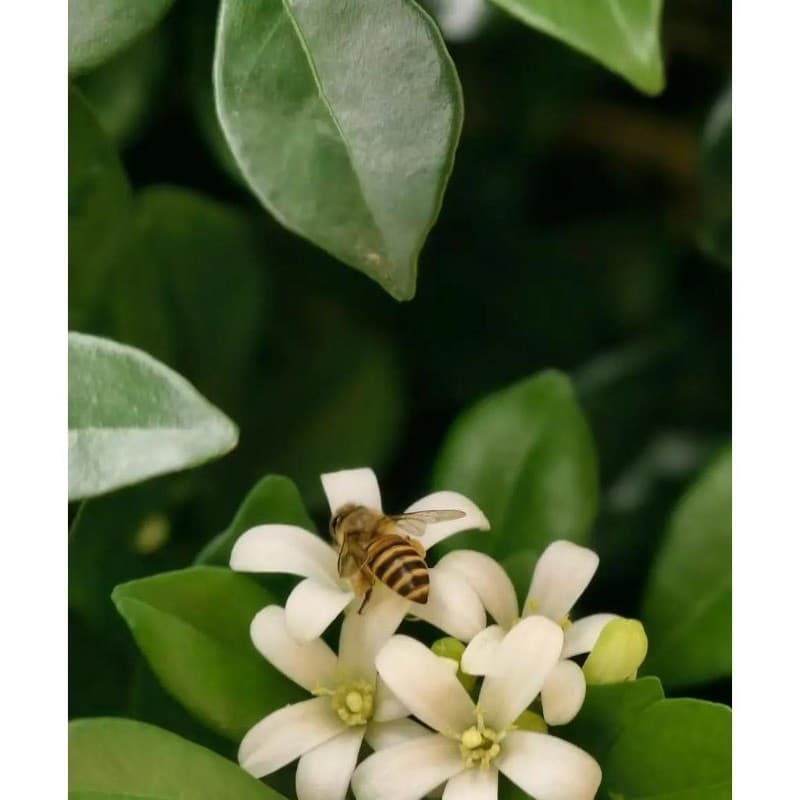 Cultivo Caseiro Sementes Original 30 Sementes De Nicotiana  Fácil Cultivo para horta caseira