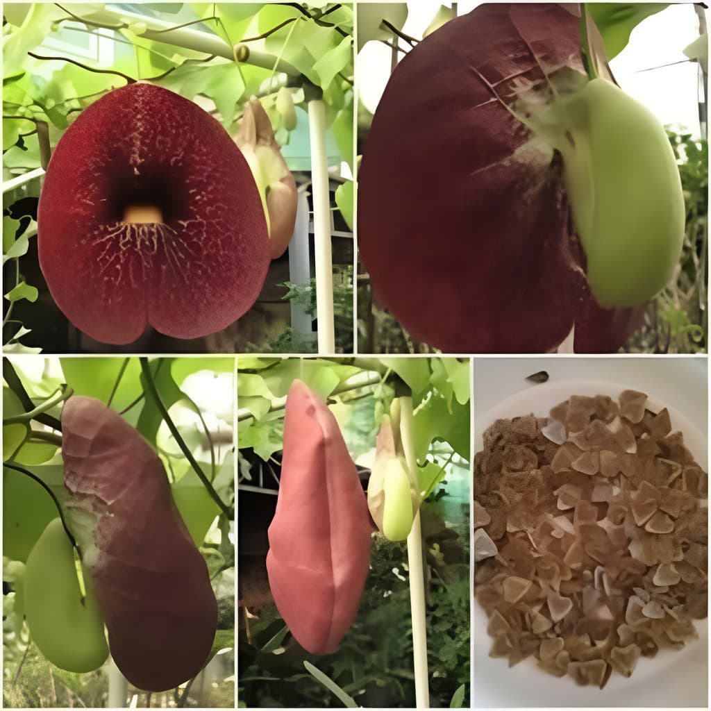 Cultivo Caseiro Sementes Original 30 Sementes Flor Papo De Peru Gigante Aristolochia P/ Mud para horta caseira