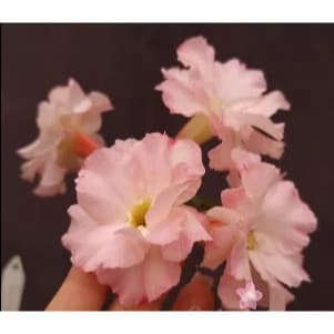 Cultivo Caseiro Sementes Original 5 Sementes de rosa do deserto  Star Romantic para horta caseira