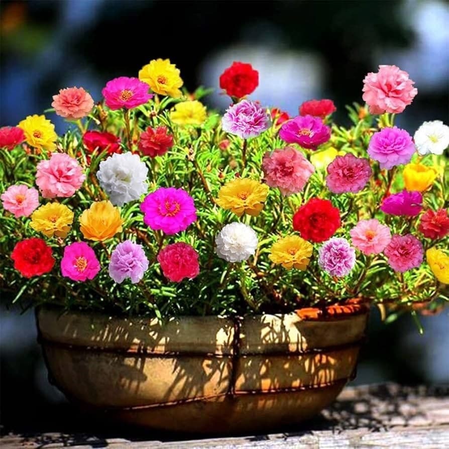 Cultivo Caseiro Cultivo Caseiro PORTULACA GIGANTE GRANDIFLORA SORTIDA 30 SEMENTES para horta e jardim para horta caseira