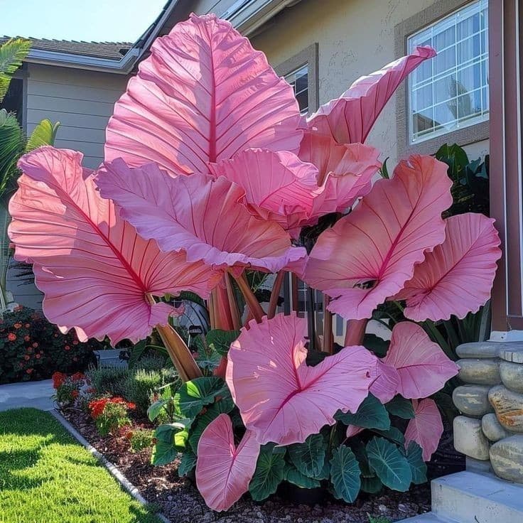 100 sementes  Caladium 'Cynthia' com manual de cultivo pronta entrega envio 24h 100% organicas