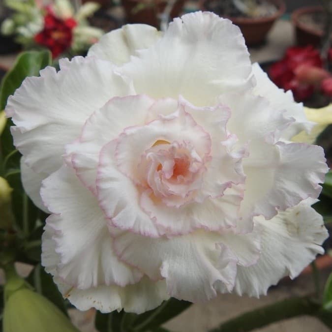Cultivo Caseiro Cultivo Caseiro 30 Sementes rosa do deserto algodao doce para horta e jardim para horta caseira