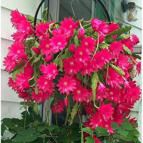 30 Sementes Cacto Orquidea Nopalxochia Ackermanii Frete Barato para horta e jardim