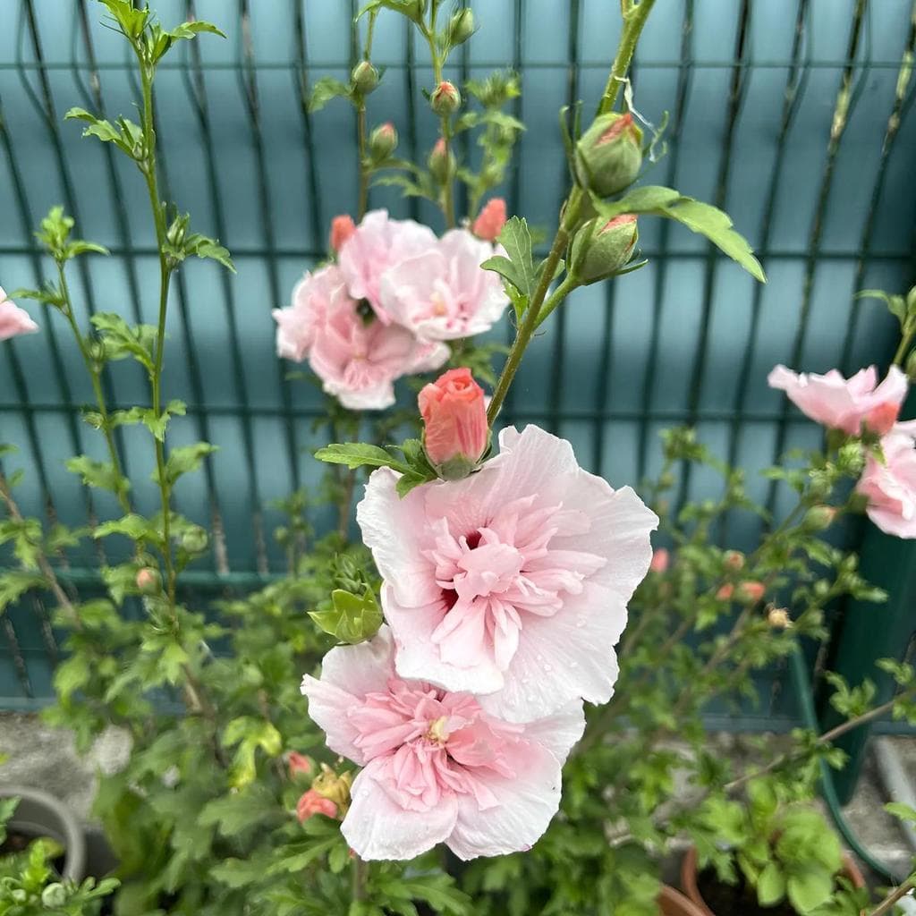 Cultivo Caseiro 30 sementes Sementes De Hibisco Fácil De Plantar Flores Coloridas para horta caseira