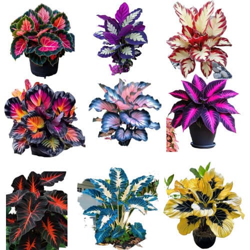 PROMOÇÃO caladium mix 100 sementes com manual de cultivo II ENVIO RÁPIDO
