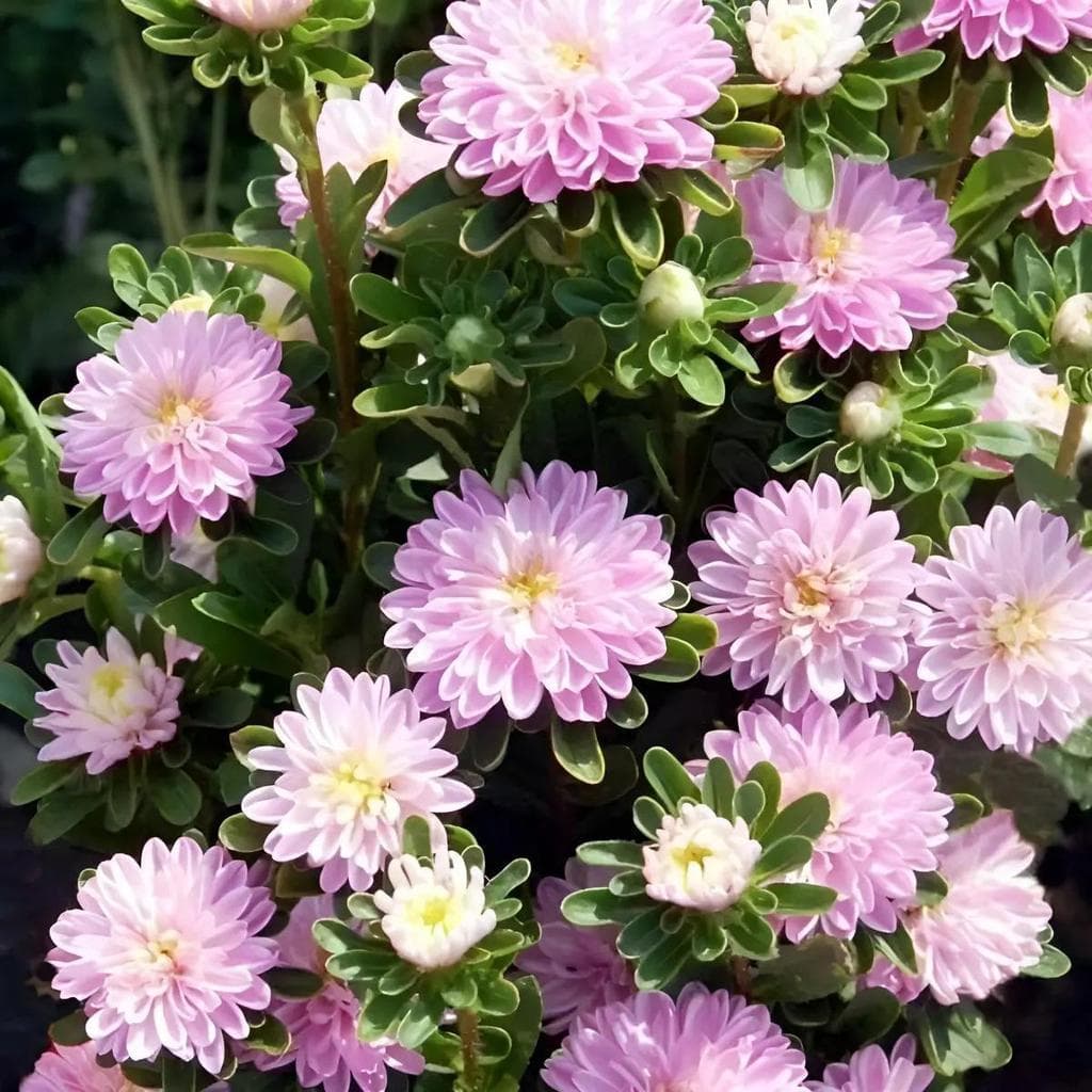 Cultivo Caseiro 30 sementes Violeta E Esmeralda  Sementes De Chrysanthemumviva Resistênc para horta caseira