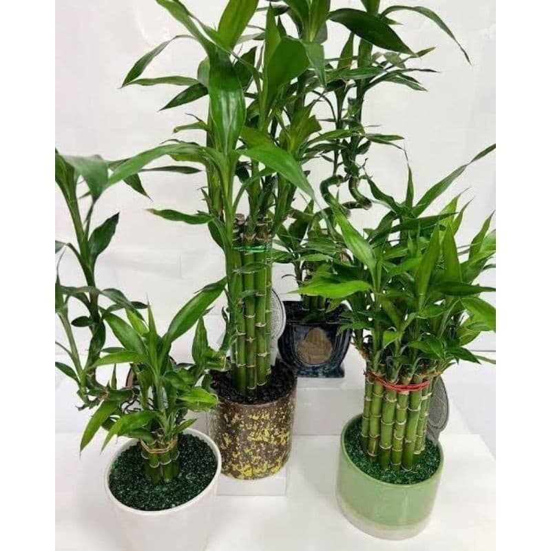 100 Sementes Aspagus Bambu da sorte ornamentais
