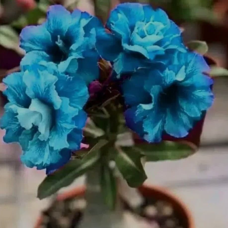 Sementes Original 5 sementes rosa do deserto Azul