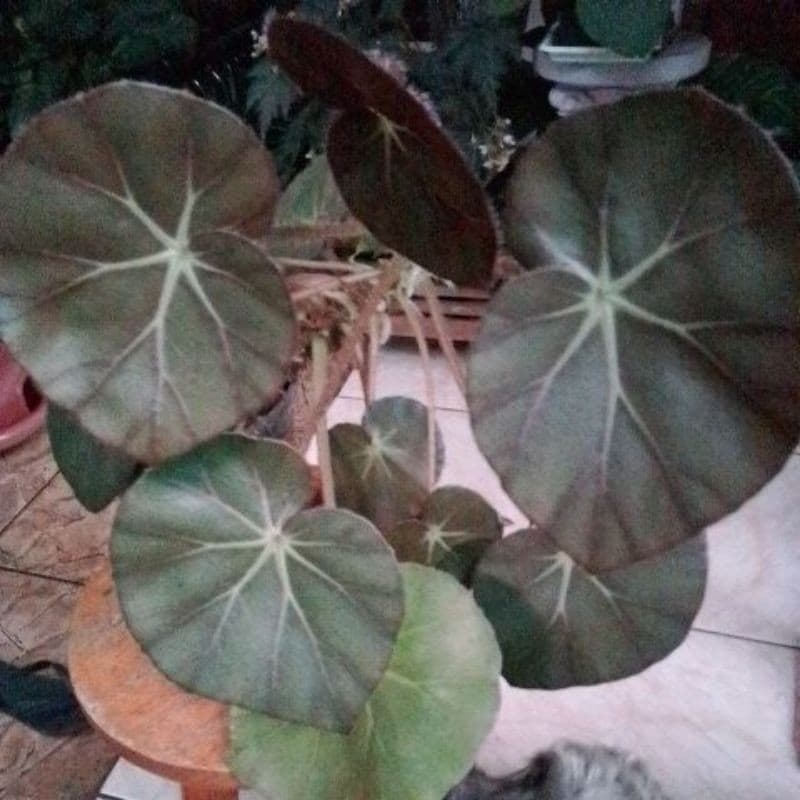 PROMOÇÃO 50 sementes begonia orelha de porco mais substrato