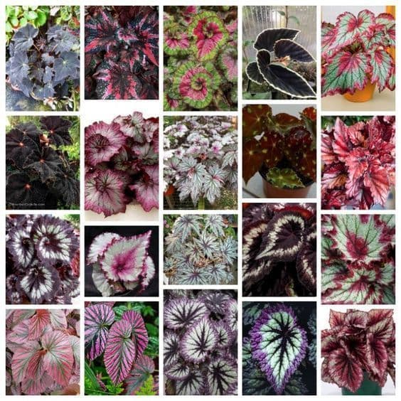 PROMOÇÃO 100 sementes begonias sortidas mix de especies com manual de cultivo