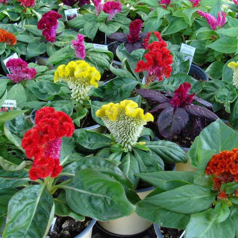 Cultivo Caseiro Sementes Original 30 Sementes De Celósia Cristata Anã Sortida/crista-de-galo Flor y6 ll para horta casei