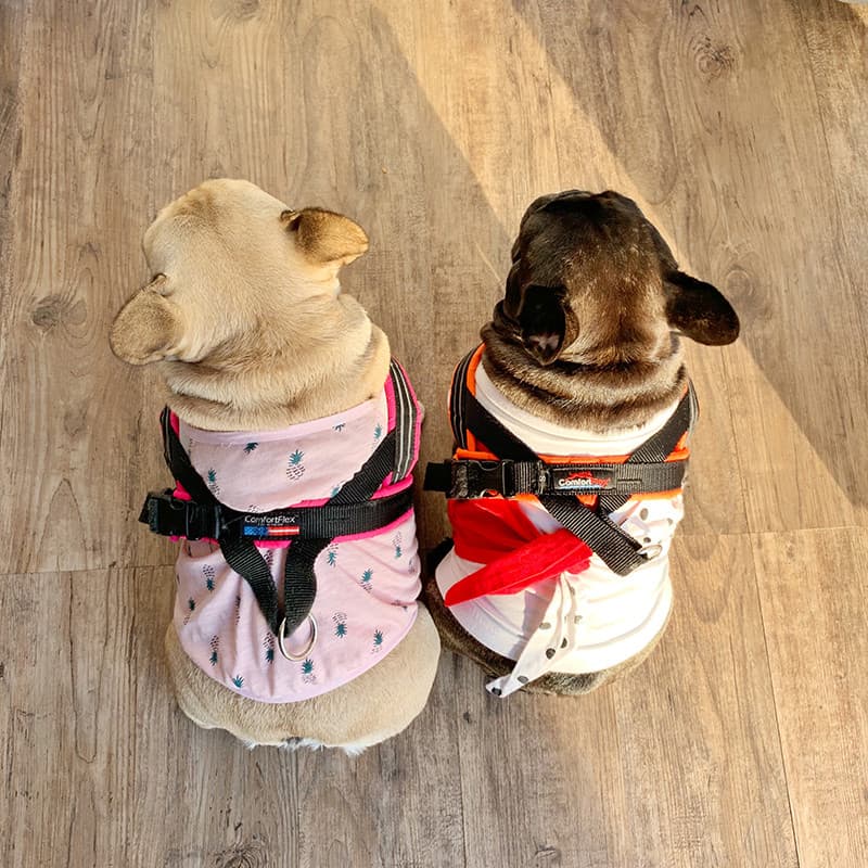 Camel House American comfortflex Pet Dog Peitoral Confortável Perfurador à Prova de Explosão Adequado para Cães Pequenos