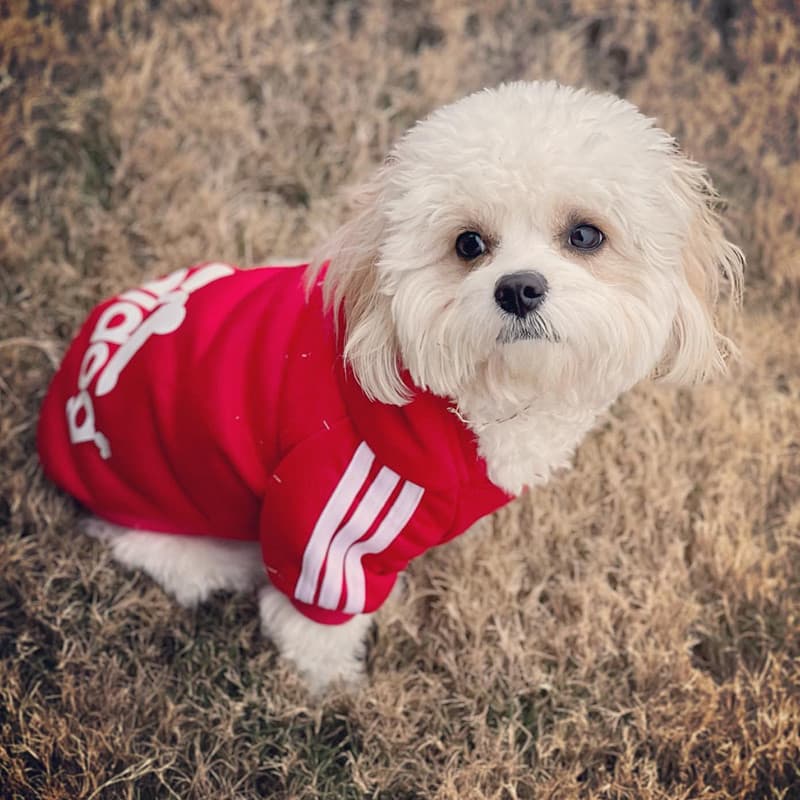 Roupas De Inverno Para Cães Adidog Sport Hoodies Moletons Casaco Quente Pequenos , Médios E Grandes Gato Animais De Esti