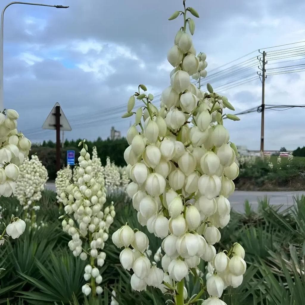 Cultivo Caseiro 30 sementes Yucca Para Decoração - Sementes De Planta Paisagística para horta caseira