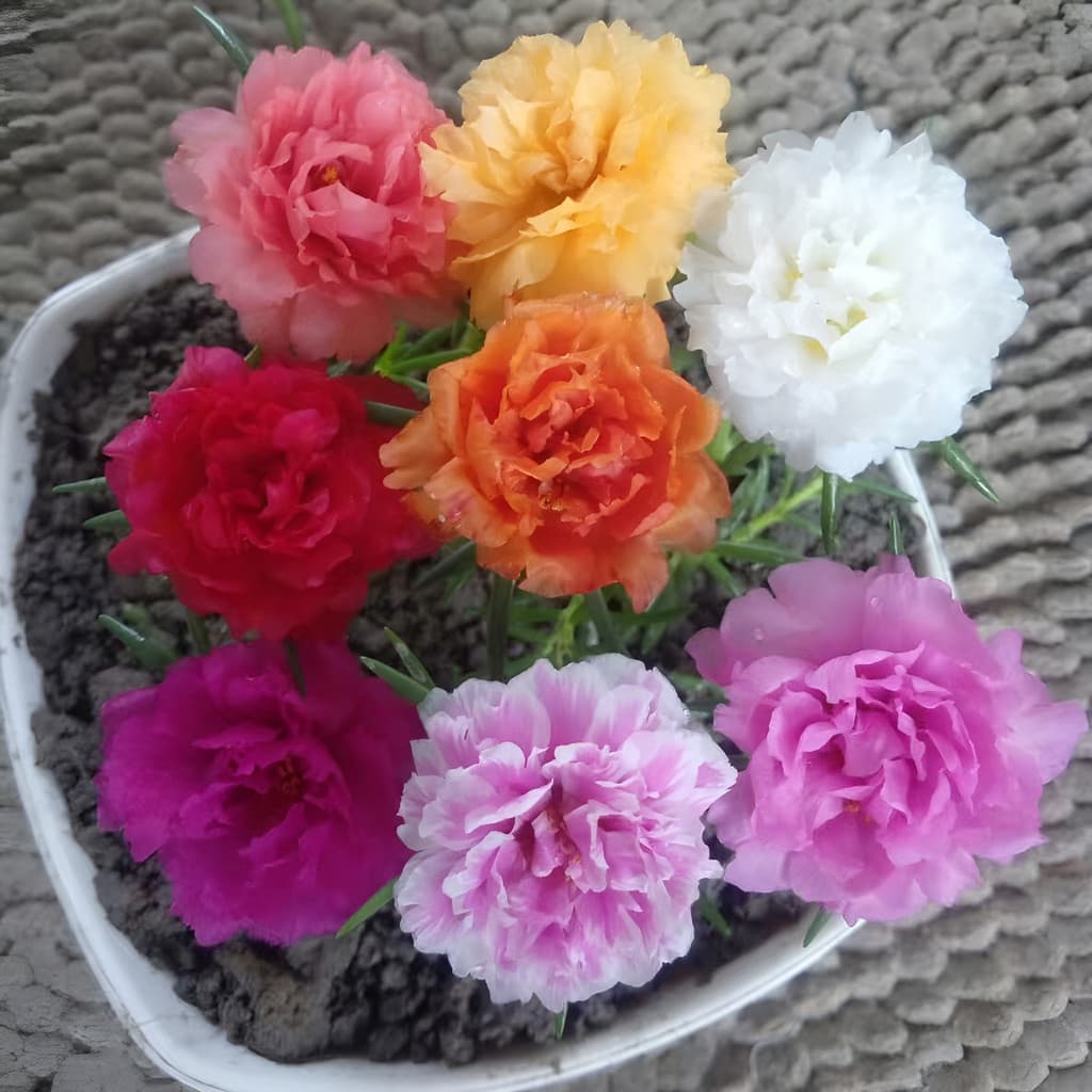 KKK flores ornamentais 100 Portulaca Grandiflora - Sementes De Cores Vibrantes planta para vaso