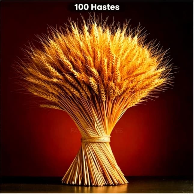 100 Hastes Trigo Seco Para Decoração Sala Convites Casamento Arranjos Artesanato Maços Boho Elegante