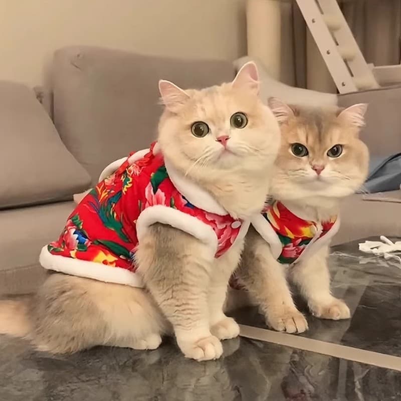Roupas de gato Roupas de gato Roupas de ano novo para gatos Roupas de ano novo Nordeste Jaqueta de flores grandes Outono