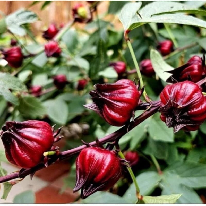 Horta Caseira Para iniciantes Sementes premium 30 sementes de hibisco/vinagreira comestível para plantio ideal para quin
