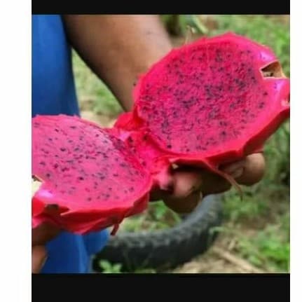 PI.TAYA VERMELHA  gigante vaso terra HORTA SITIO não é Semente ESTOQUE BAIXO