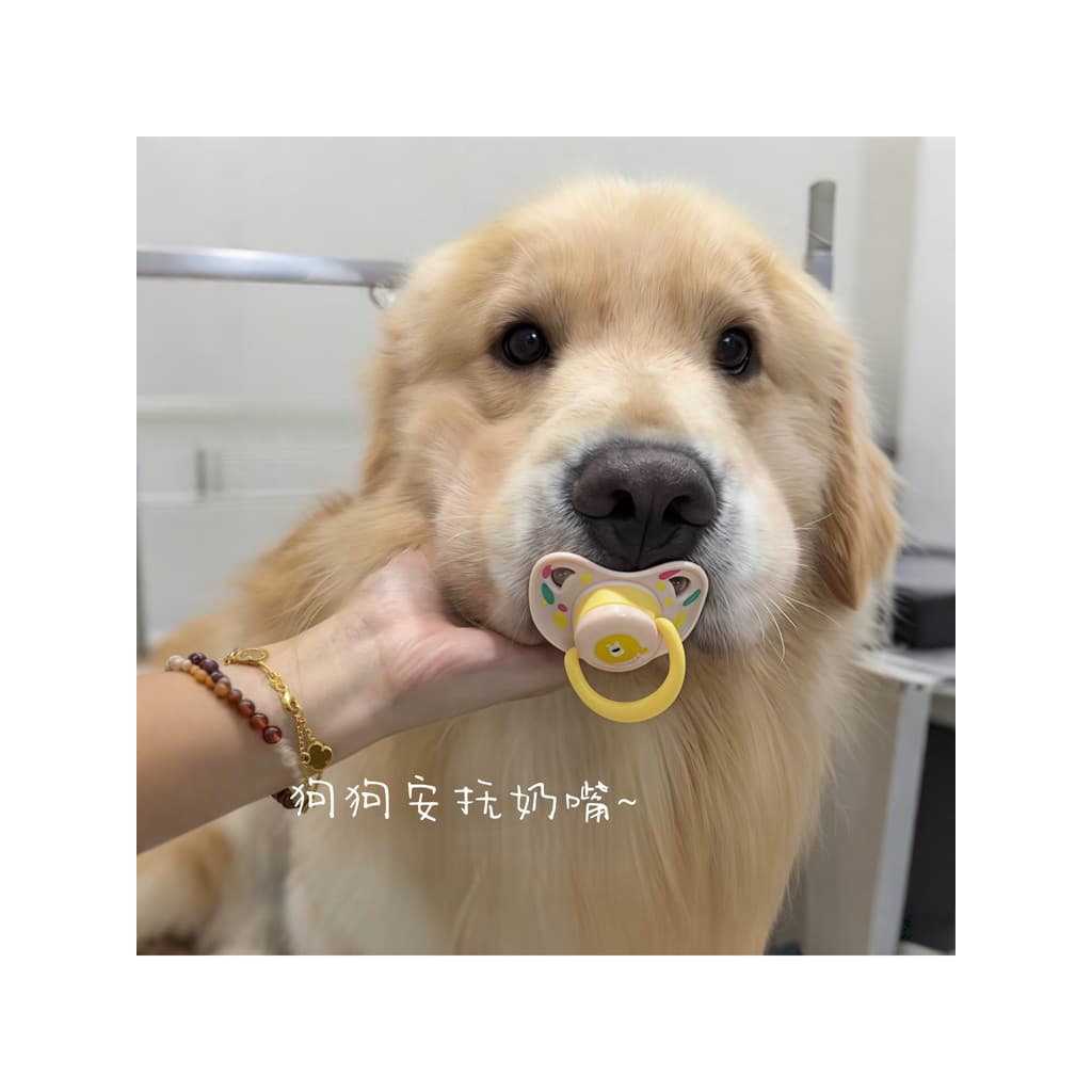 Chupeta para cães pequenos e médios, molares dedicados para animais de estimação, brinquedos para aliviar o tédio, Golde
