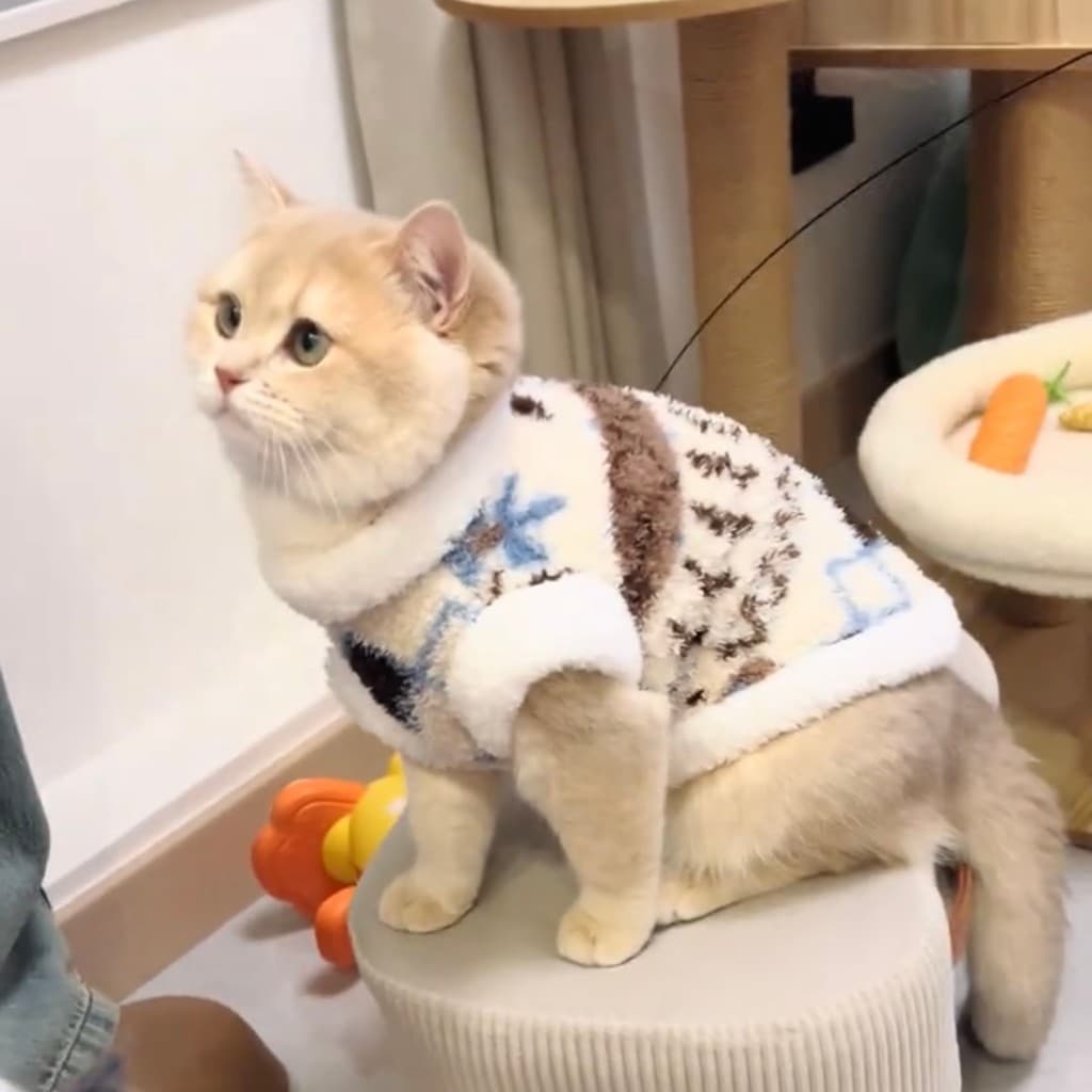 Roupas para gatos