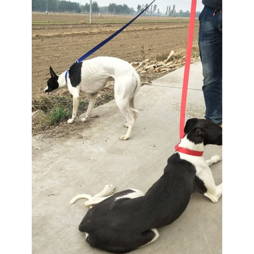 Coleira de lona para cachorro fino, capa de uma peça, corda Ebita, coleira para caminhada de cachorro, Gewgli, coleira p