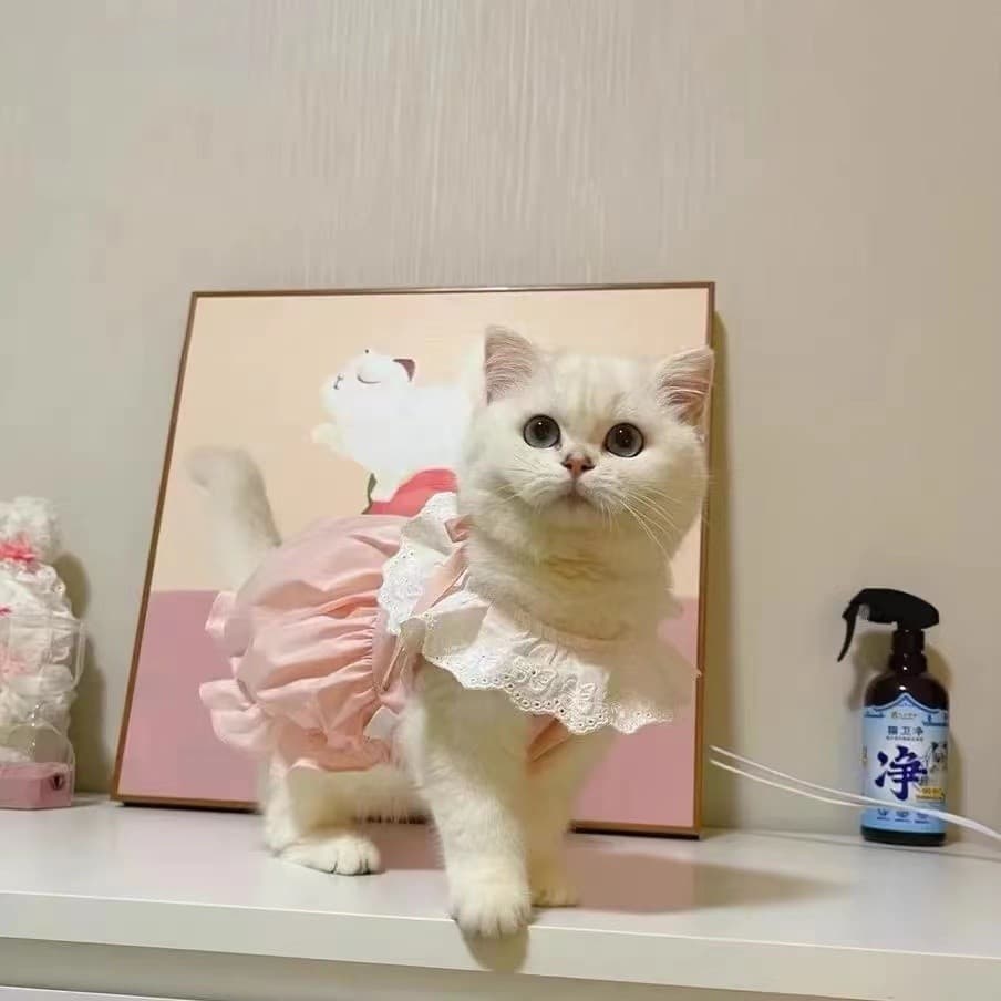 Roupas de gatinho verão estilo fino Anti-lint saia fofa estilo princesa inglês curto Muppets gato animais de estimação c