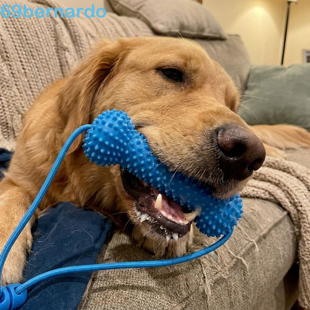 Brinquedo De Limpeza De Dentes De Animais De Estimação BERNARDO , Bastão De Dentição De Cachorro Resistente À Mordida An