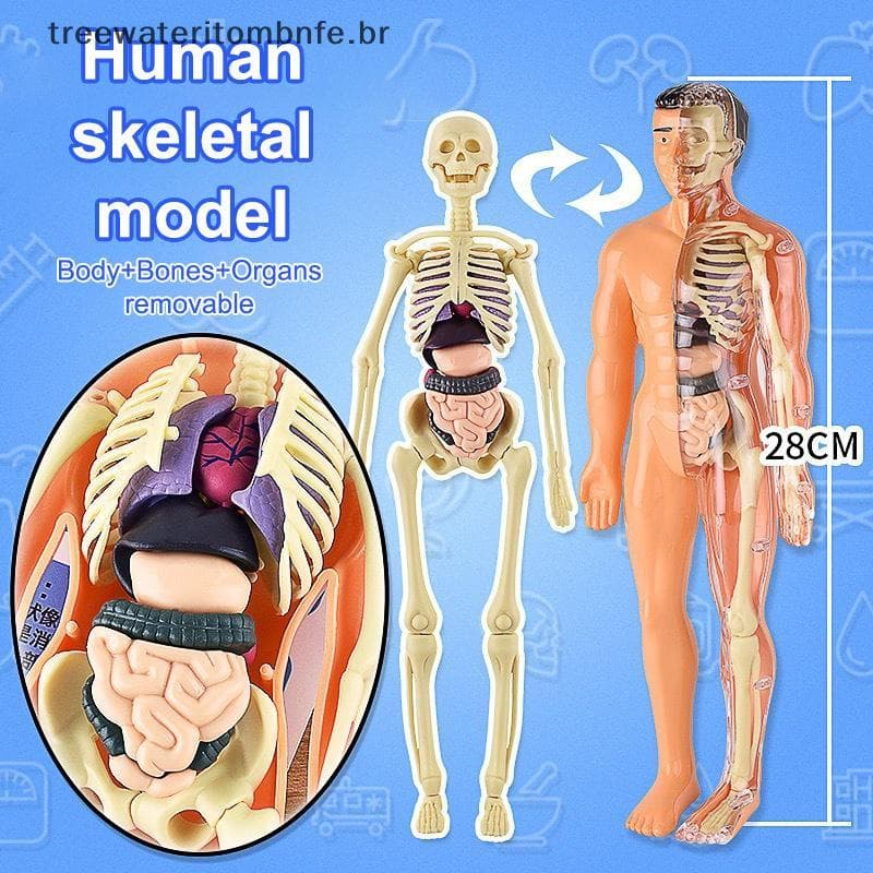 3D Esqueleto Humano Órgão Anatomia Modelo Científico Kit Crianças Modelos De Educação Corporal Simulação Removível DIY D