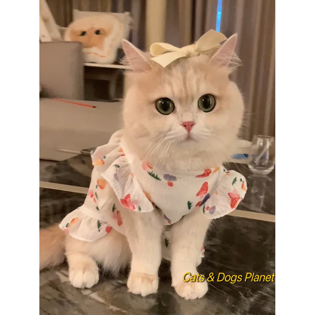 Roupas de gato verão saia fina Anti-fiapos roupas de ar condicionado cão roupas legais gatinho Pet protetor solar roupas