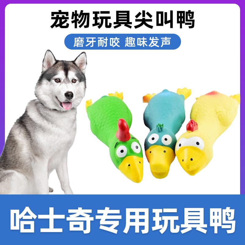Husky dedicado gritando frango brinquedo frango gritando estranho gritando luta frango cão gritando frango mordida brinq