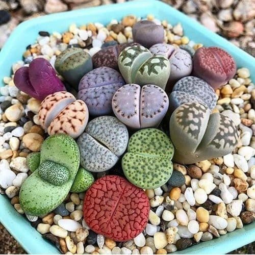 Lithops Mix Pacote com 30 Sementes Cactos Pedra Suculenta Garden Mania para horta e jardim