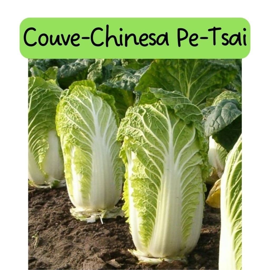 600 sementes 800 sementes 1000 sementes Acelga Couve Chinesa Pe-Tsai  Horta Temperos Ervas Jardim Isla